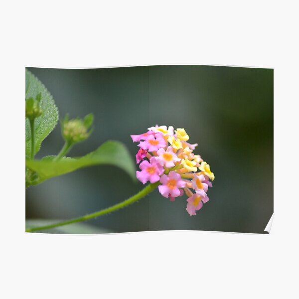 Lantana Poster