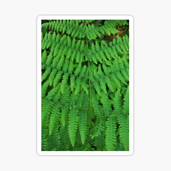 Lady Ferns Sticker