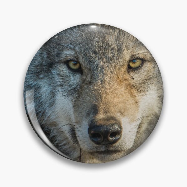 Item preview, Timber Wolf - Looking at you. designed and sold by Michael Cummings.