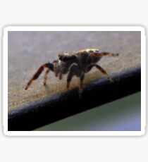 Jumping Spider (4501) Sticker