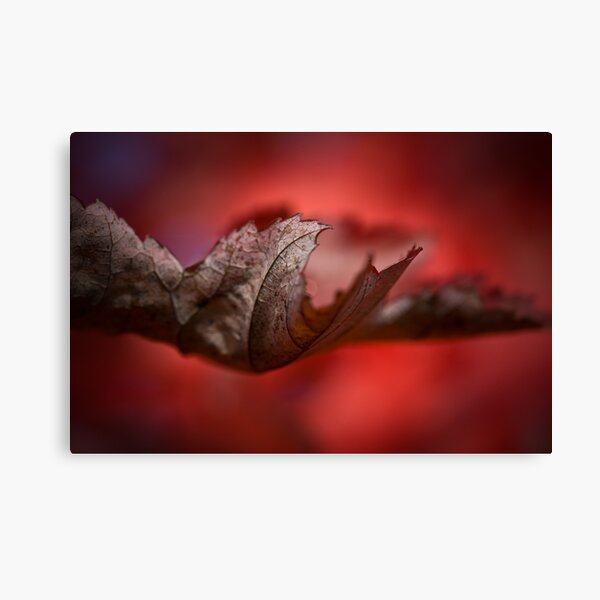 Leaves of Autumn I Canvas Print