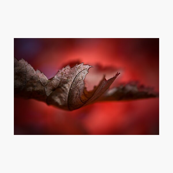Leaves of Autumn I Photographic Print
