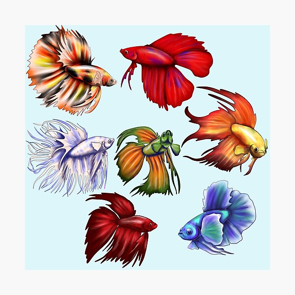 Betta fish v2 Photographic Print