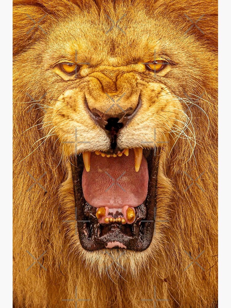 Snarling Lion Face