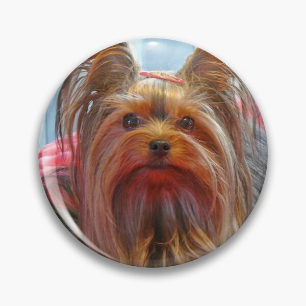Artikelvorschau, Yorkie Beauty entworfen und verkauft von Gail Bridger.