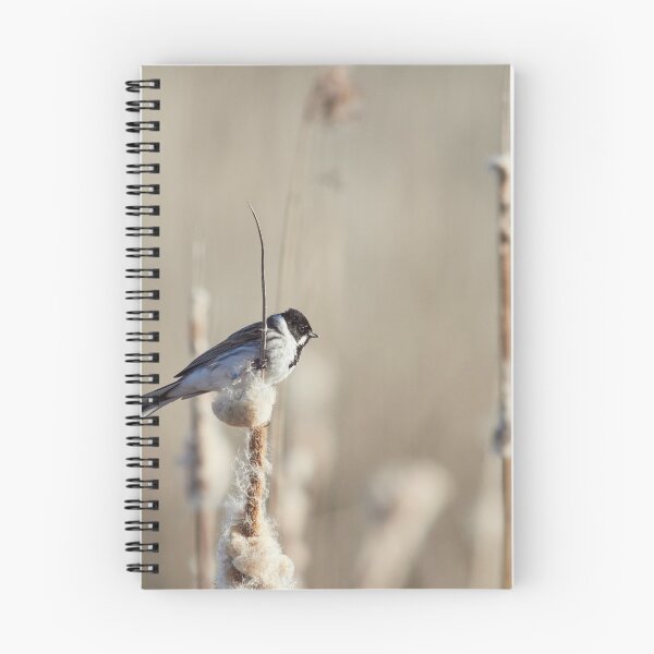 Item preview, Reed Bunting on the bulrush 2 designed and sold by Jouko Lehto Photography.