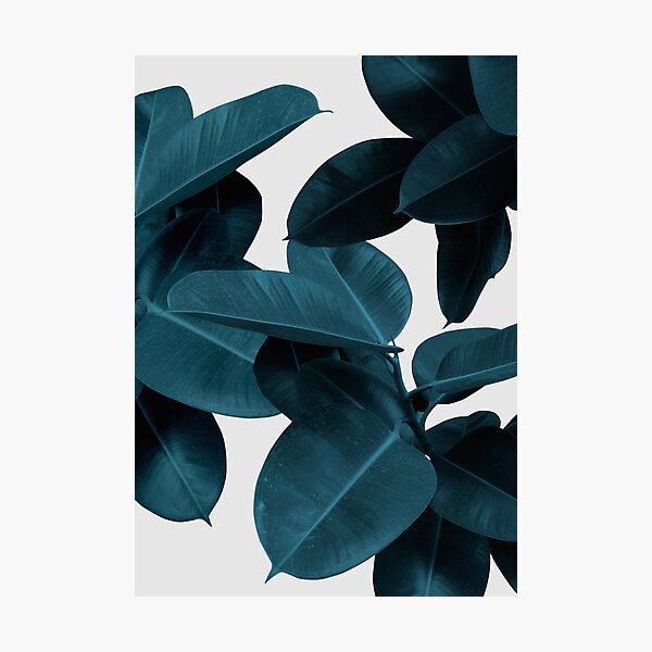 Navy Blue Plant Leaves Photographic Print