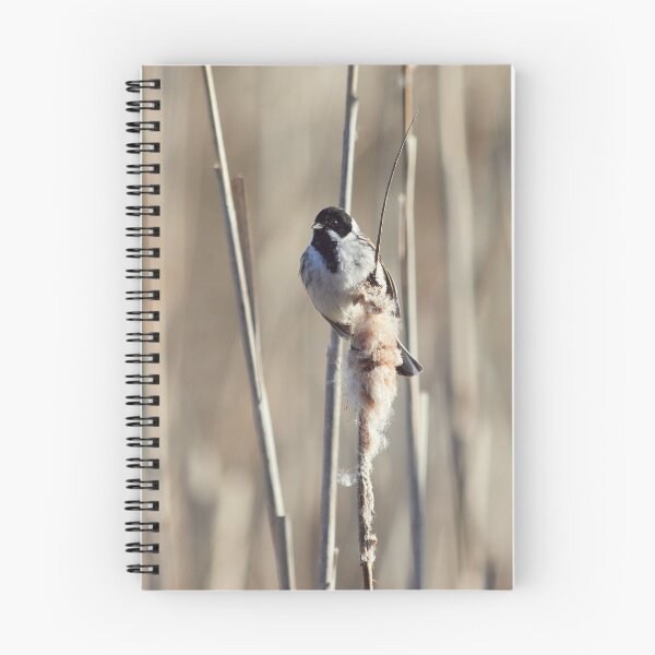 Item preview, Reed Bunting on the bulrush 3 designed and sold by Jouko Lehto Photography.