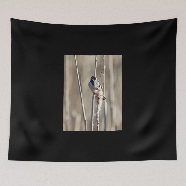 Item preview, Reed Bunting on the bulrush 3 designed and sold by Jouko Lehto Photography.
