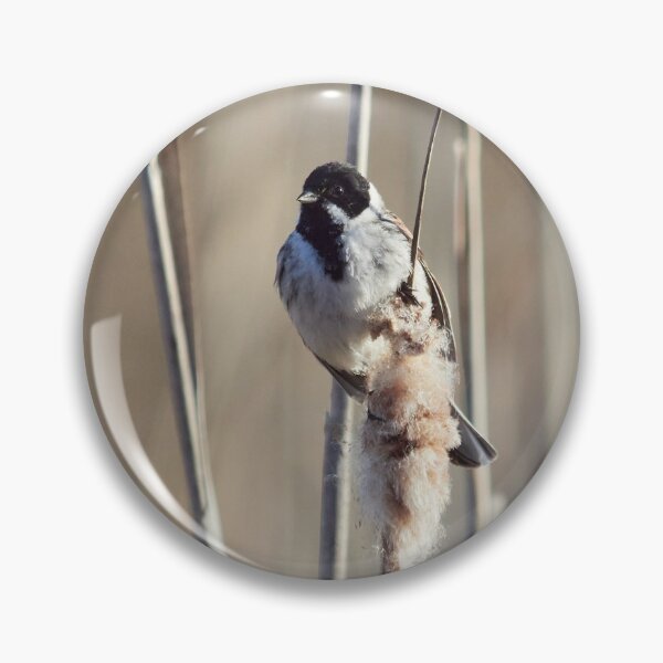 Item preview, Reed Bunting on the bulrush 3 designed and sold by Jouko Lehto Photography.