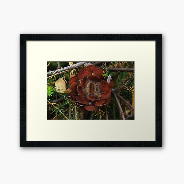 Banksia laricina Framed Art Print