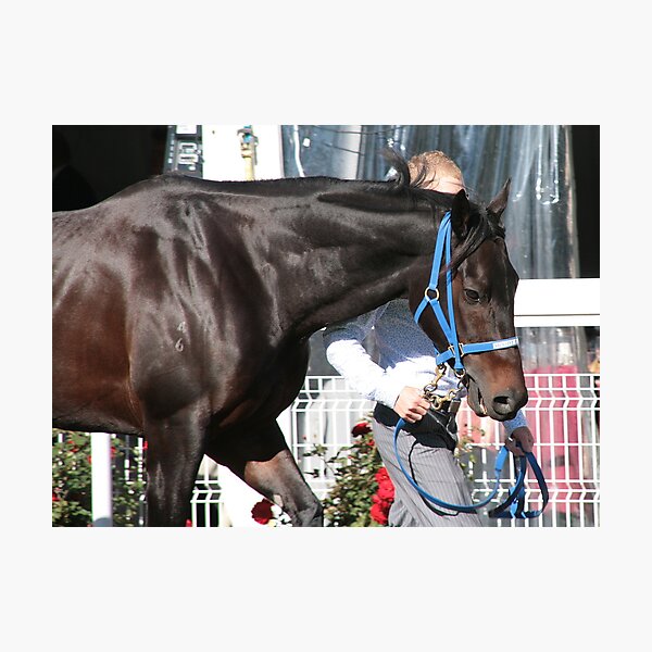 Champion ... legend ... Black Caviar Photographic Print