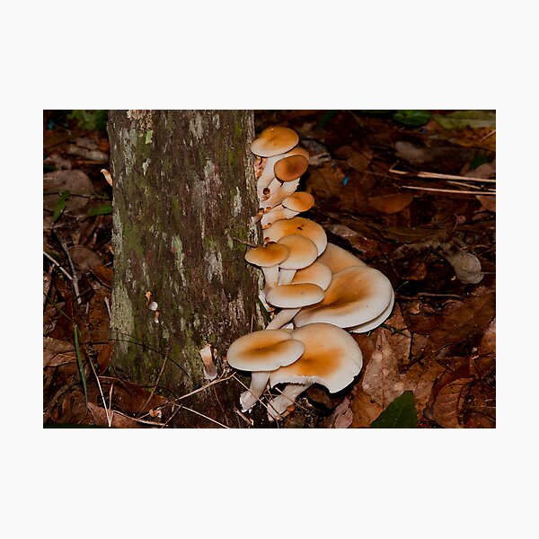 Kattang Nature Reserve Photographic Print
