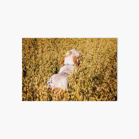 Wild Oats Spinone Art Board Print