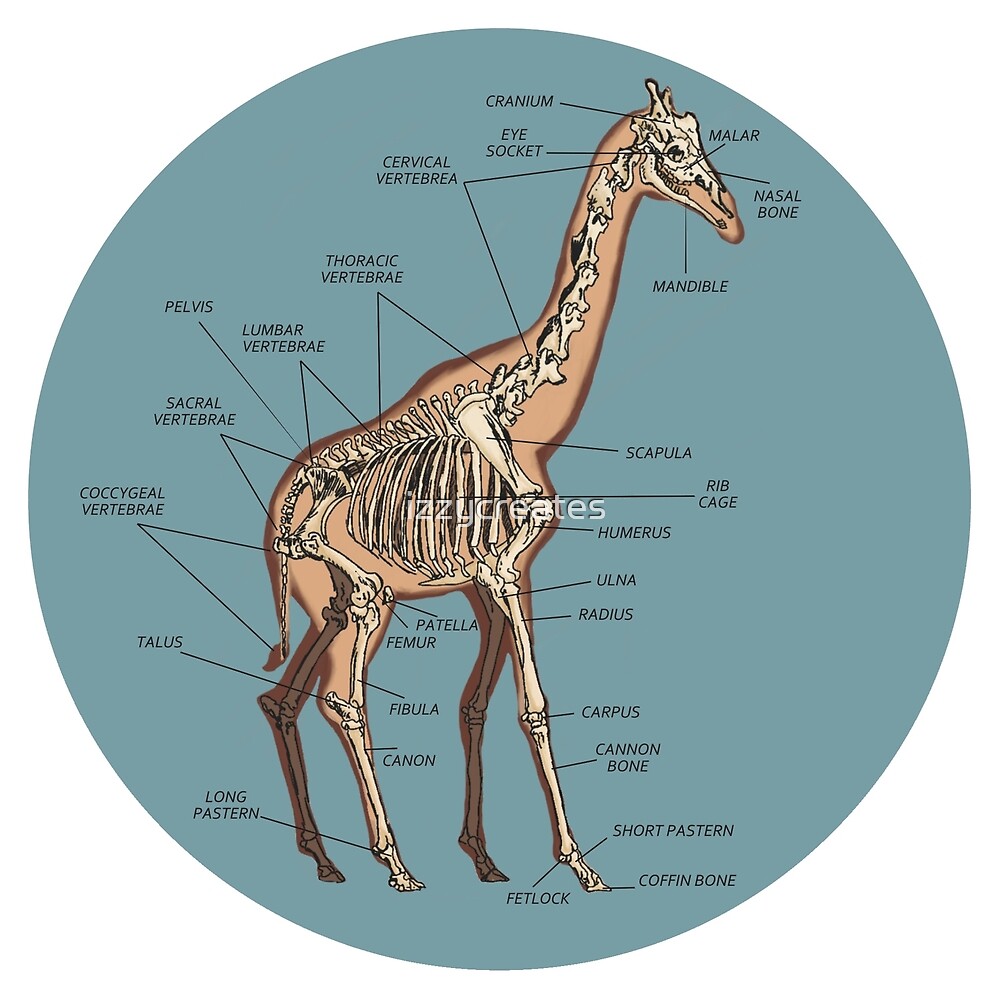 "Anatomy of a Giraffe- Skeleton" by izzycreates | Redbubble