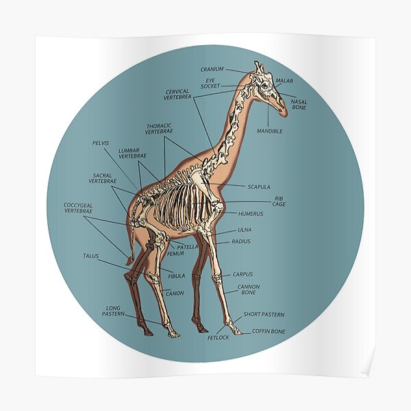 "Anatomy of a Giraffe- Skeleton" Poster by izzycreates | Redbubble