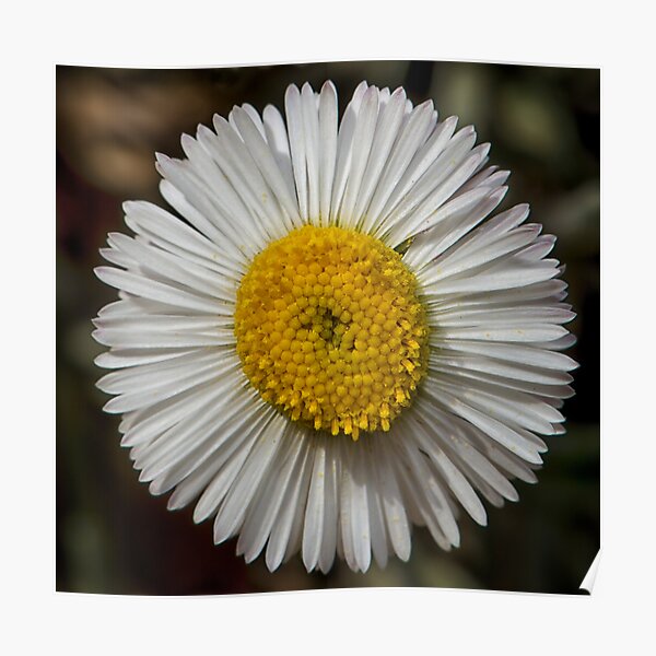Beauty in the simple! Poster