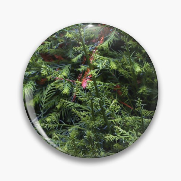 Item preview, Guerneville Redwood Sprouts designed and sold by Photos by Michael J. Mesmer.