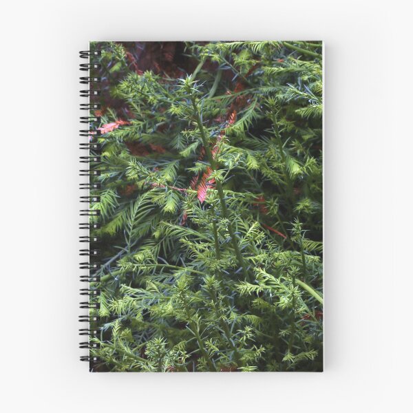 Item preview, Guerneville Redwood Sprouts designed and sold by Photos by Michael J. Mesmer.