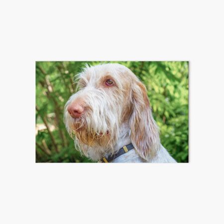 Thinking thoughts Spinone Art Board Print