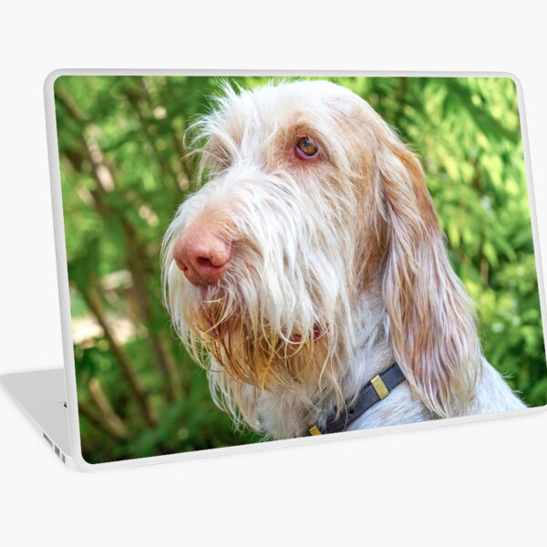 Orange and White Italian Spinone Dog Head Shot Laptop Skin