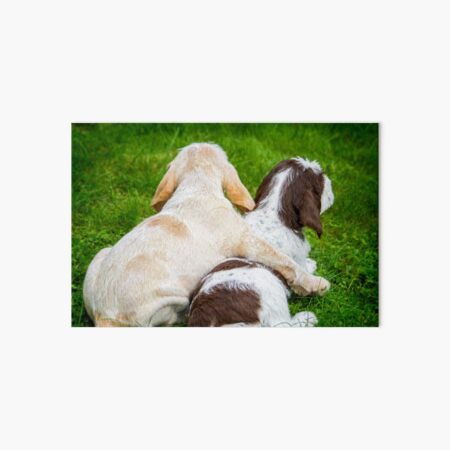 Free hugs Spinone Art Board Print