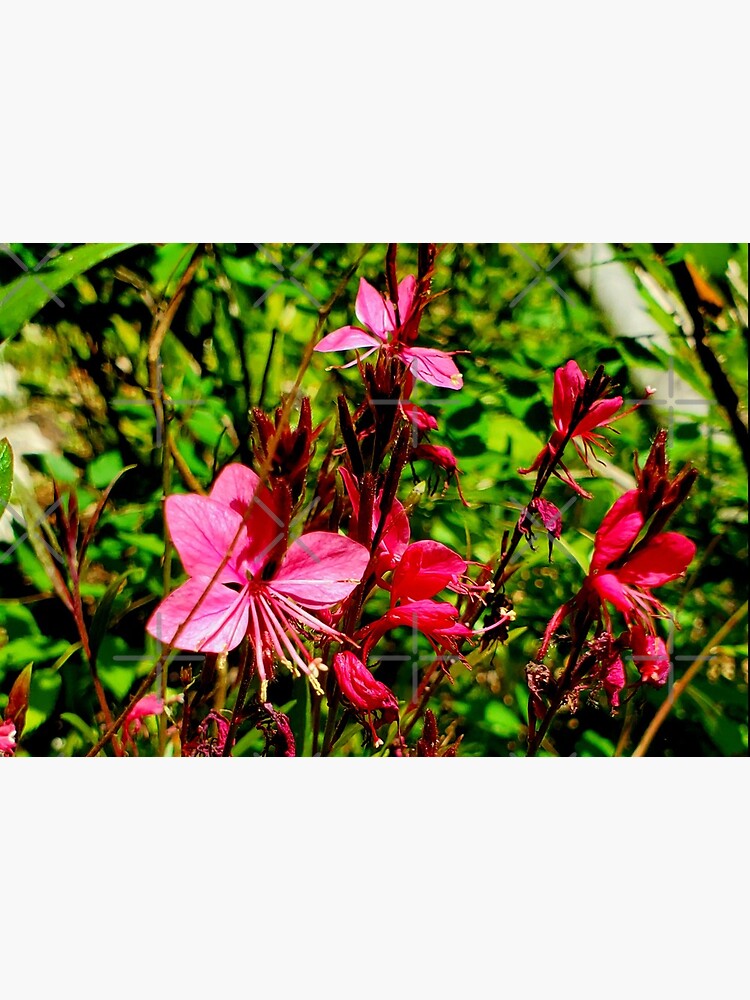 Pink Beeblossom by dreamie09