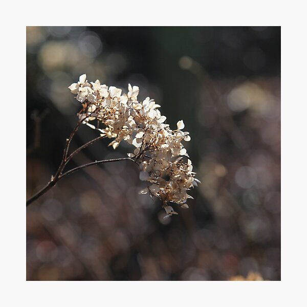 Bokeh Spring Photographic Print