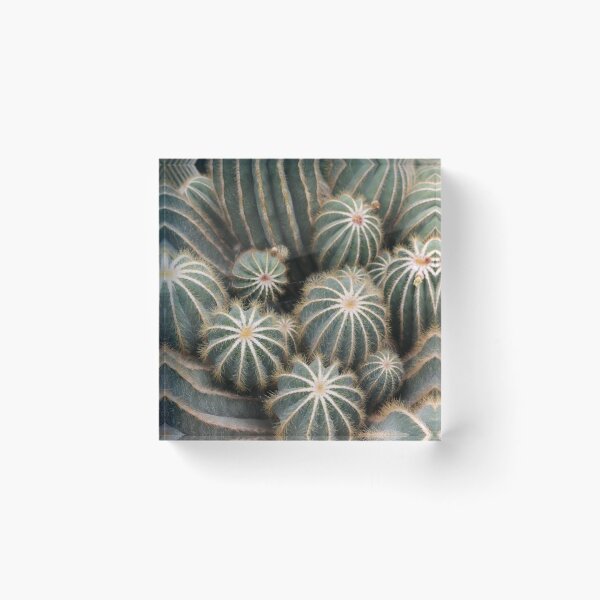 Item preview, Cacti at the Serres d'Auteuil Botanical Gardens designed and sold by Photos by Michael J. Mesmer.