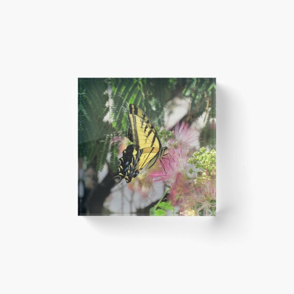 Artikelvorschau, Schmetterling auf Mimosenbaum entworfen und verkauft von Madmattman.