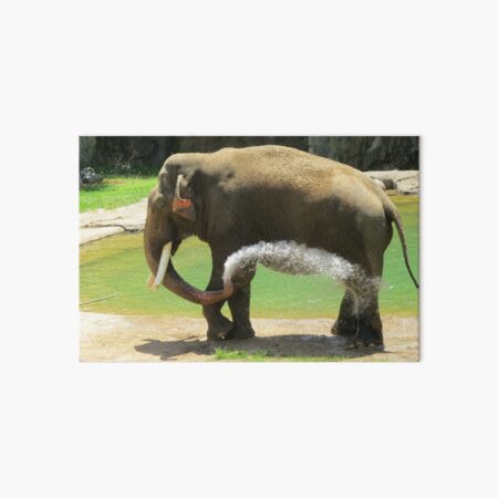 Asian Elephant Spike at the National Zoo Art Board Print