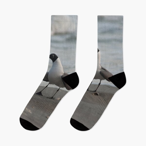 Item preview, Laughing gull designed and sold by KensLensDesigns.