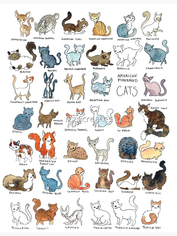 Cat Breeds Vocabulary ll 130 Cat Breeds Names In English With Pictures ll  100 Popular Cats 