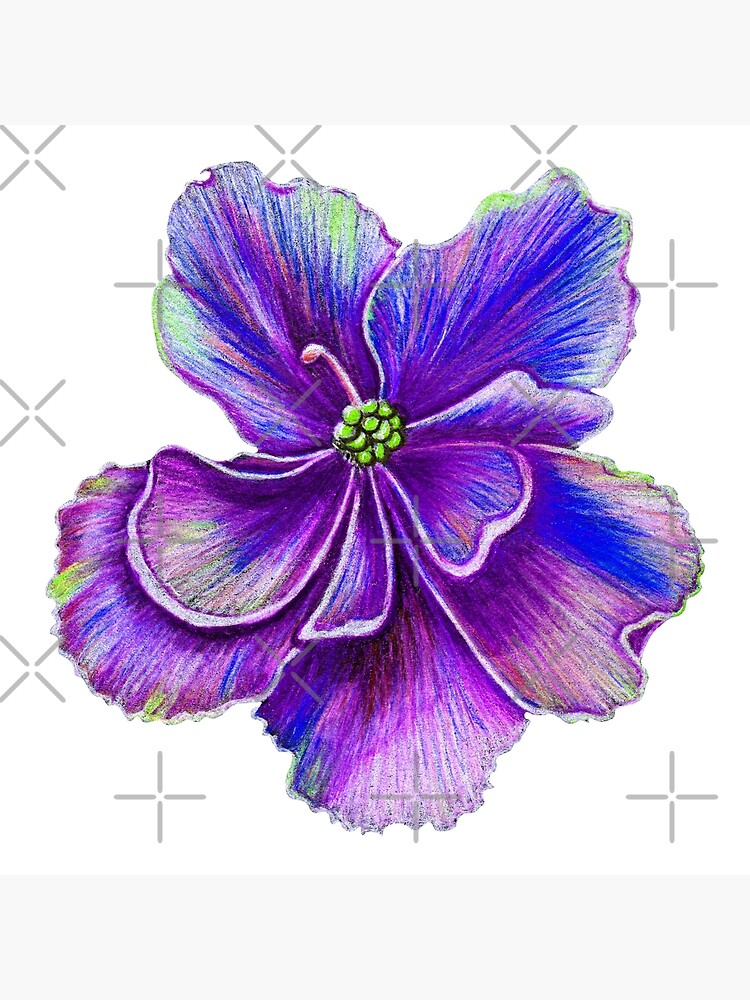 Lámina rígida «Flor violeta tierna aislada sobre fondo blanco.» de RonaKurt | Redbubble Lámina rígida «Flor violeta tierna aislada sobre fondo blanco.» de RonaKurt | Redbubble