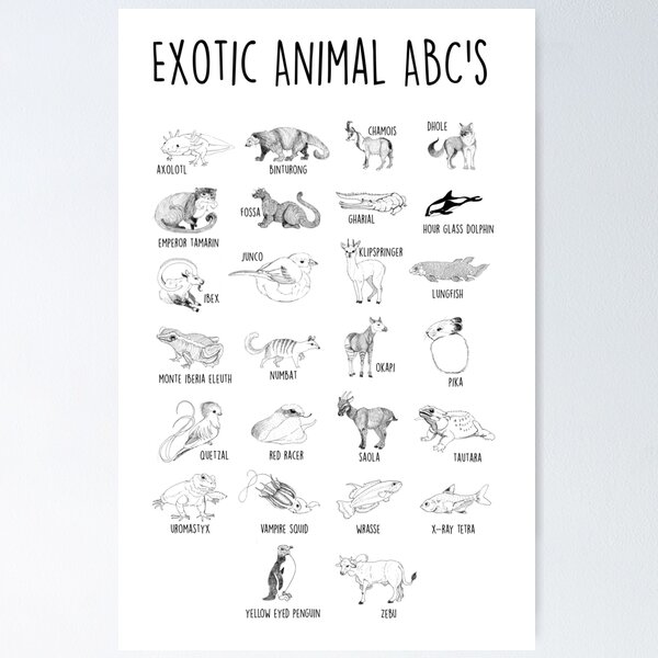 Item preview, ABC's of Exotic Animals designed and sold by izzycreates.