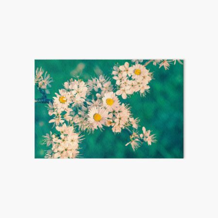 Daisies and Blackthorn Blossom Art Board Print