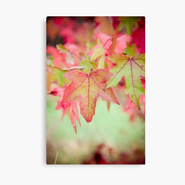 Autumn Leaves II Canvas Print