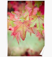 Autumn Leaves II Poster