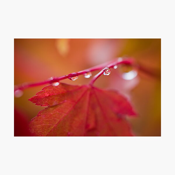 Autumn Leave III Photographic Print
