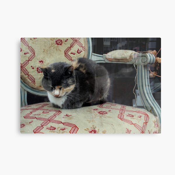 Antique Shop Window Cat Metal Print