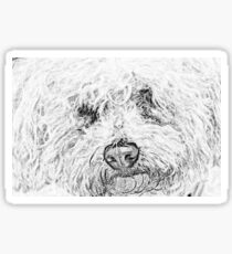 Shaggy Becky the Bichon Sticker