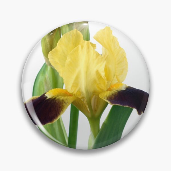 Item preview,  Bearded iris designed and sold by Chris Burrows.