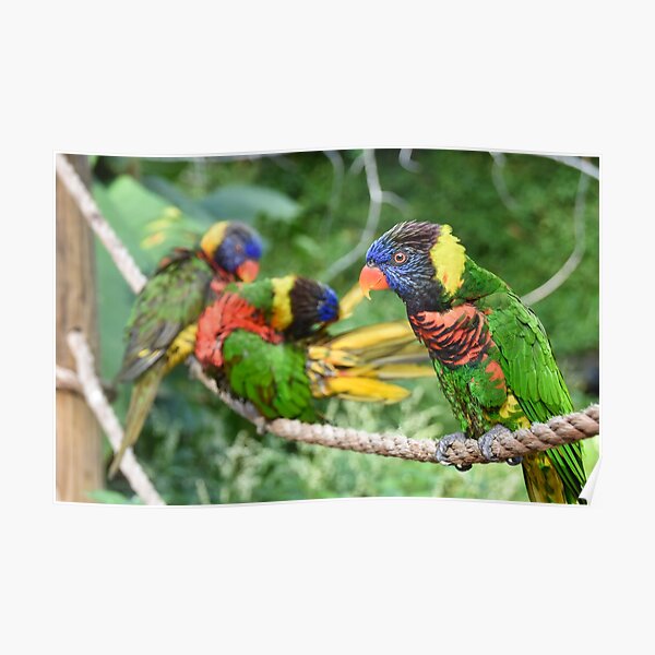 Parrots Poster
