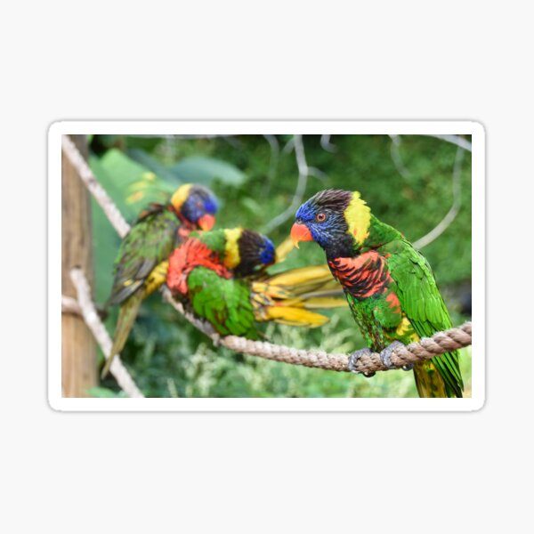 Parrots Sticker