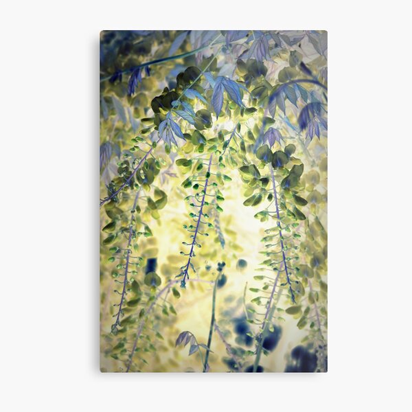 Wisteria Metal Print