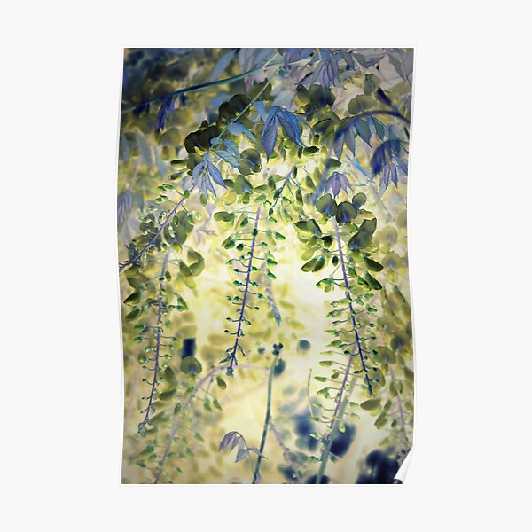 Wisteria Poster