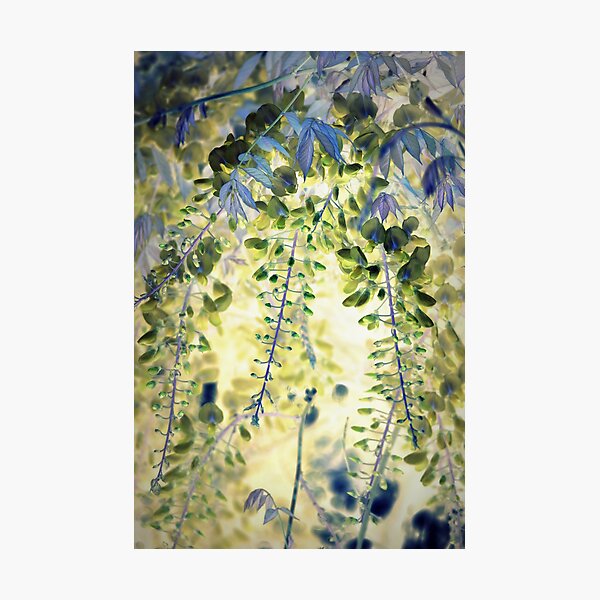 Wisteria Photographic Print