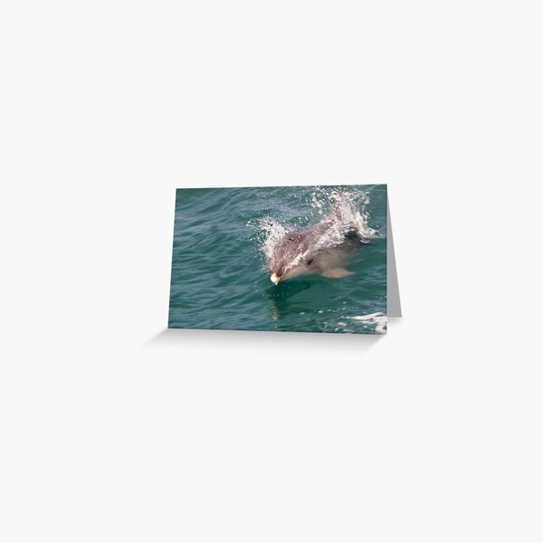 Item preview, Beautiful Tasmania - being chased by dolphins designed and sold by georgieboy98.