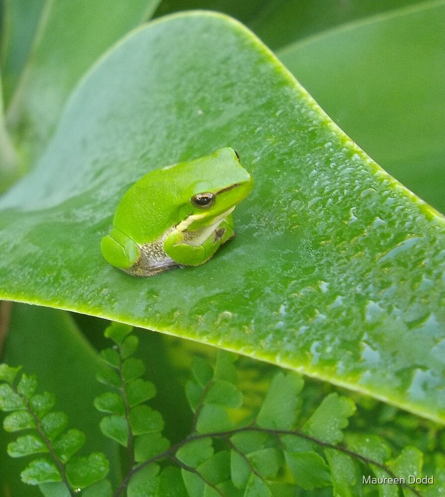 "Tiny Green Frog on Agave Plant 2." by Maureen Dodd