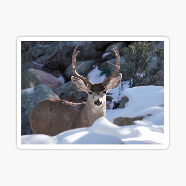 Mature Buck in a Snowy Landscape Sticker